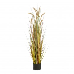 Herbe Panache En Pot Vert...