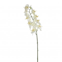 Tige De Phalaenopsis  Blanc...