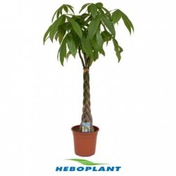 PACHIRA aquatica H110 P21