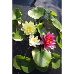 NYMPHAEA 3PLT P18