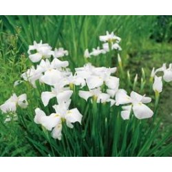 IRIS kaempferi H25 P9