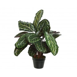 Calathea En Pot Vert En...