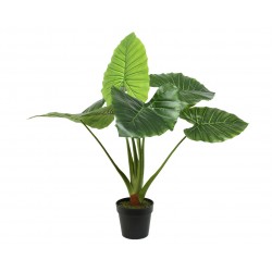 Taro En Pot Vert En...