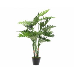 Philodendron En Pot Vert En...
