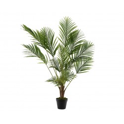 Areca En Pot Vert En...