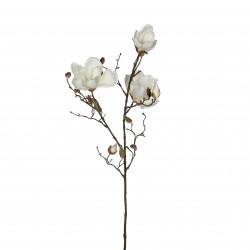Tige De Magnolia  Blanc En...