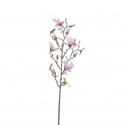 Tige De Magnolia  Rose En...