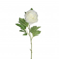 Tige De Pivoine  Crème En...