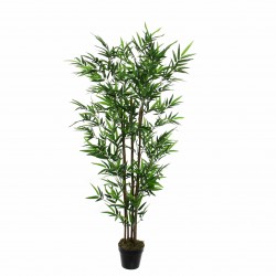 Bambou En Pot Vert En...