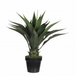 Agave En Pot Vert En...