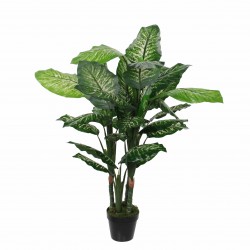Dieffenbachia En Pot  Vert...