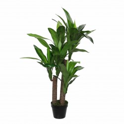 Dracaena En Pot Vert En...