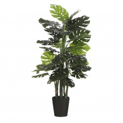 Monstera En Pot Vert En...