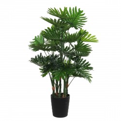Philodendron En Pot  Vert...