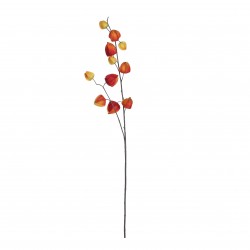 Tige De Physalis Orange En...