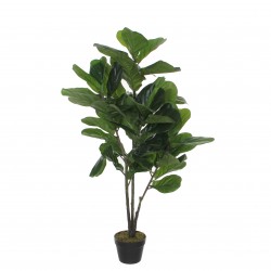 Ficus Lyrata En Pot Vert...