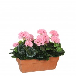 Géranium En Jardinière...