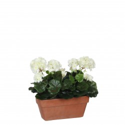 Géranium En Jardinière...