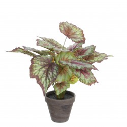 Begonia En Pot Stan Gris...