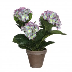 Hortensia En Pot Stan Gris...
