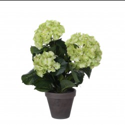 Hortensia En Pot Stan Gris...