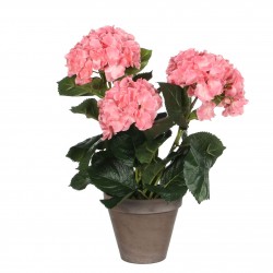 Hortensia En Pot Stan Gris...