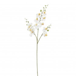 Tige De Phalaenopsis Blanc...