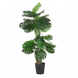 Monstera En Pot  Vert En...