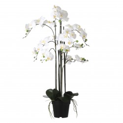 Phalaenopsis En Pot Crème...