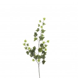 Tige De Lierre Vert/Blanc...