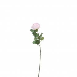 Tige De Rose  Rose En...