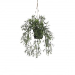 Chute De Springeria En Pot...