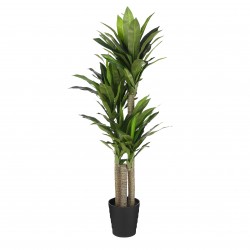 Dracaena En Pot  Vert En...