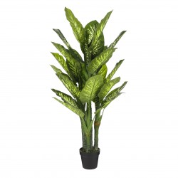 Dieffenbachia En Po  Vert...