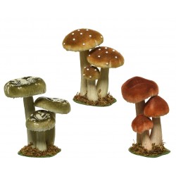 Champignon Velours Herbe...