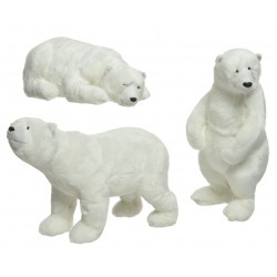 Ours Polaire...