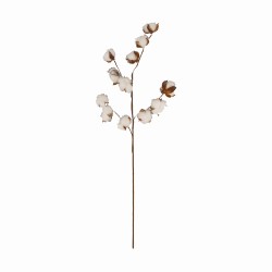 Tige De Coton Naturel En...