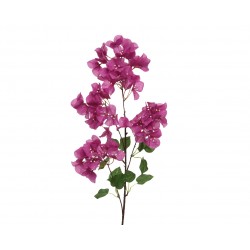 Branche De Bougainvillier...