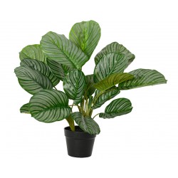 Calathea En Pot Vert En...