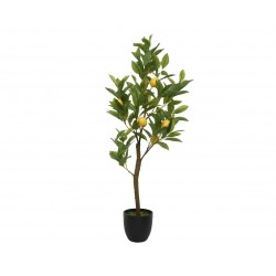 Citronnier En Pot Vert En...