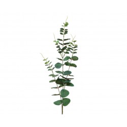 Branche D'Eucalyptus Vert...
