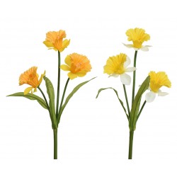 Tige De Narcisse En...