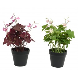 Oxalis En Pot En Polyester...