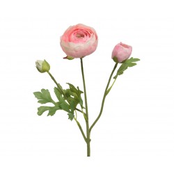 Tige De Renoncule Rose En...