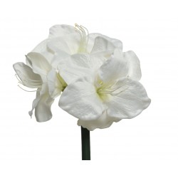 Tige D'Amaryllis Blanc H60...