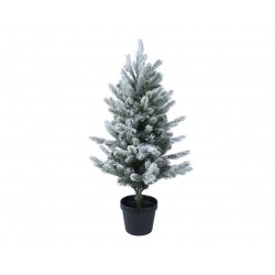 Sapin Allison En Pot...