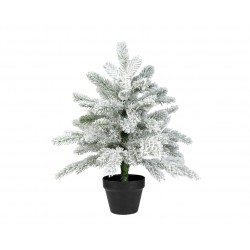 Sapin Grandis En Pot...