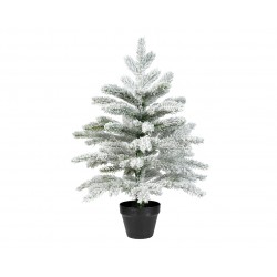 Sapin Grandis En Pot...
