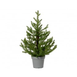 Mini-Sapin Norway En Pot...