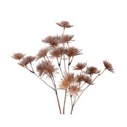 Tige Allium Naturel H80 En...